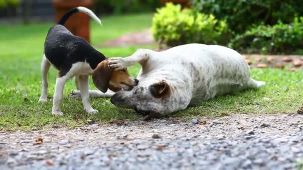 Retrato Cachorro Brincando Pulando Parque — Vídeo de Stock