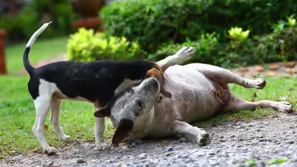 Porträtt Valp Hund Som Leker Och Hoppar Parken — Stockvideo