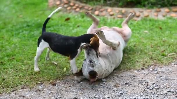 공원에서 점프하는 강아지 강아지의 초상화 — 비디오
