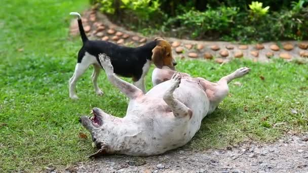 Portrait d'un chiot jouant et sautant dans le parc . 