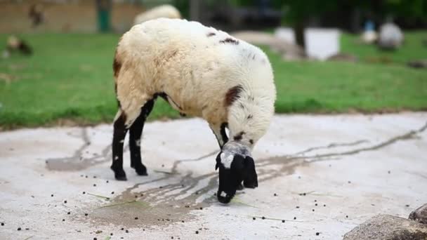 农场的家庭绵羊 — 图库视频影像