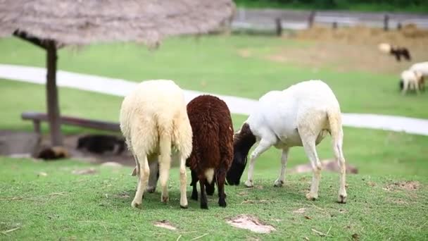 Çiftlikte Aile Koyun — Stok video