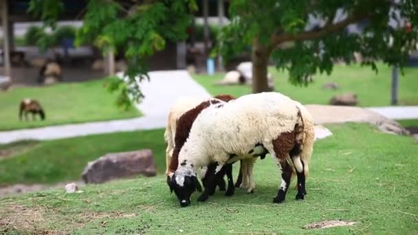 Ovelhas Família Fazenda — Vídeo de Stock