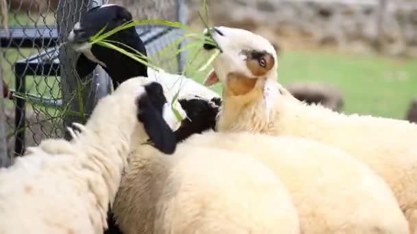 农场的家庭绵羊 — 图库视频影像