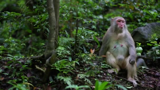 Retrato Família Dos Macacos — Vídeo de Stock