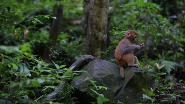 원숭이 가족의 초상화 — 비디오