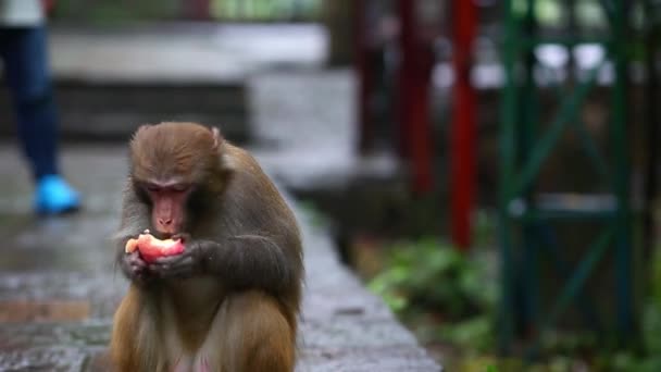 Retrato Del Mono Comiendo Manzana Bajo Lluvia — Vídeo de stock