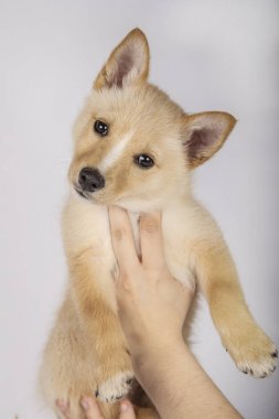 Beyaz arka planda üç ay melez köpek yavrusu