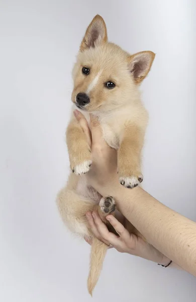 白い背景の前で手に捕まった3ヶ月の混合品種の子犬 — ストック写真