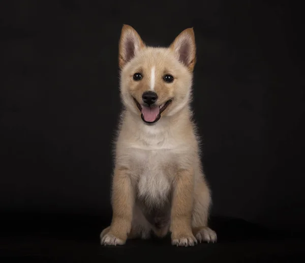 Cachorrinho de raça mista, 3 meses de idade sentado em frente fundo preto — Fotografia de Stock