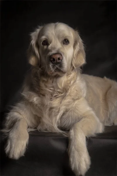 Vackra Golden Retriever 3 år gammal liggande — Stockfoto