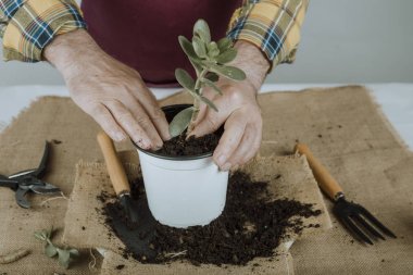 Bahçıvan bir bitki ile çalışıyor
