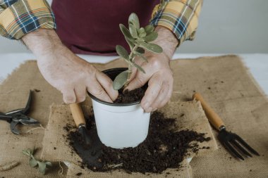 Bahçıvan bir bitki ile çalışıyor