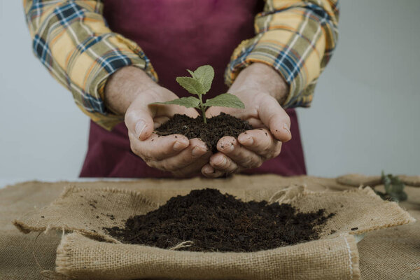 Hands of a gardener holding a small plant