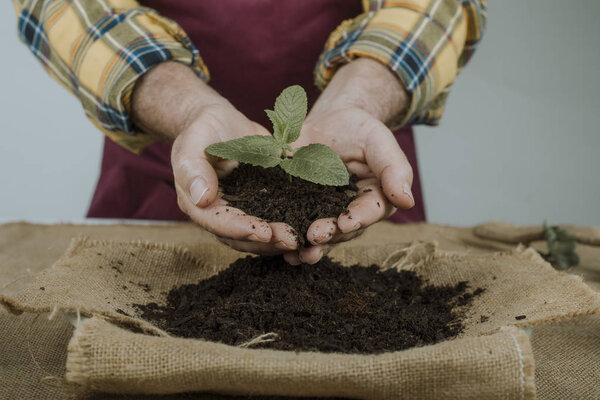 Hands of a gardener holding a small plant