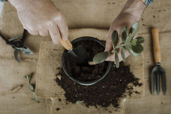 Gardener working with a plant