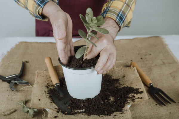 Gardener working with a plant