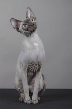 Sphynx cinsi kedi portresi