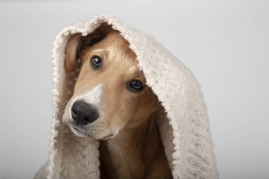 Üzerinde bir battaniye ile sevimli köpek yavrusu