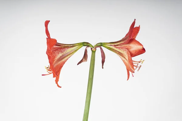 Amaryllis flower in profile, mother-in-law and daughter-in-law