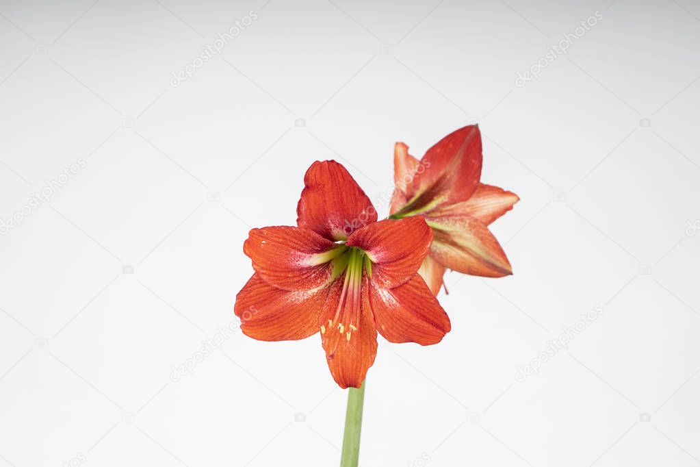 Amaryllis flower on white background