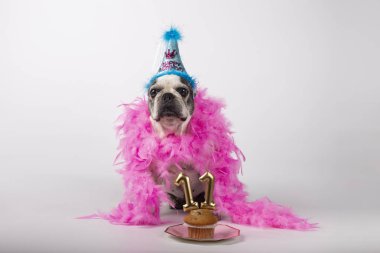 Fransız boğa köpeği doğum gününü kutluyor