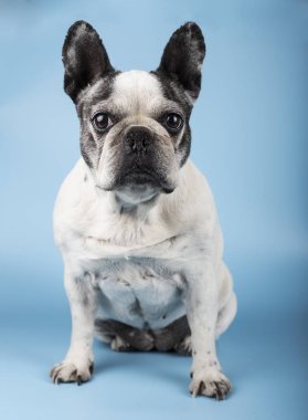 Fransız bulldog oturan, mavi bir arka plan üzerinde izole.