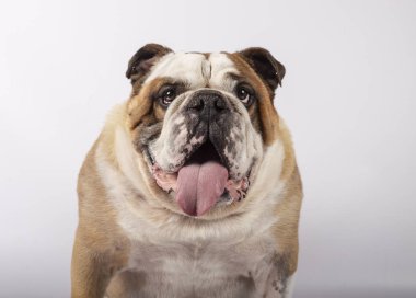 Bir İngiliz bulldog oturma portresi