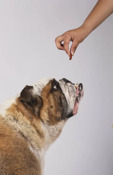 Profilde İngiliz bulldog gıda ile sahibinin eline bakarak — Stok fotoğraf