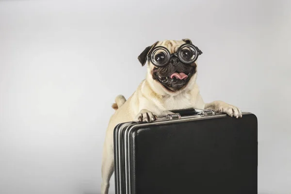 Güzel evcil köpek Carlino bir yönetici evrak çantası yüklenen şişe eşek yapıştırma gözlük ile cins. Kavram işe geri.