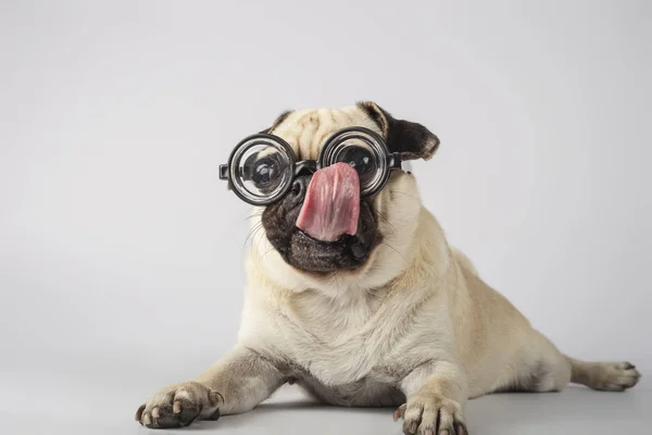 Śmieszne Pug z Nerd okulary Lizanie jego okulary — Zdjęcie stockowe