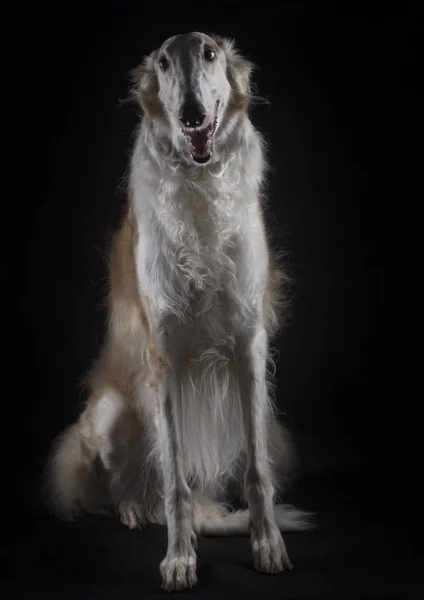 Elegante cane di razza Bonzoi — Foto Stock