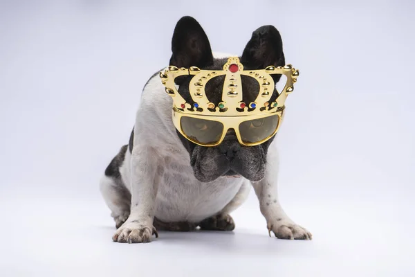 Pies Buldog francuski z King okulary, koncepcja urodziny — Zdjęcie stockowe