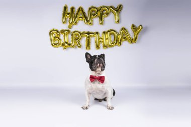 mutlu doğum günü balonları ile doğum günü kutluyor kırmızı papyon ile genç fransız bulldog