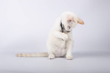 Beyaz arka planda tüylü tasmayla oynayan sevimli beyaz yavru kedi yavrusu..