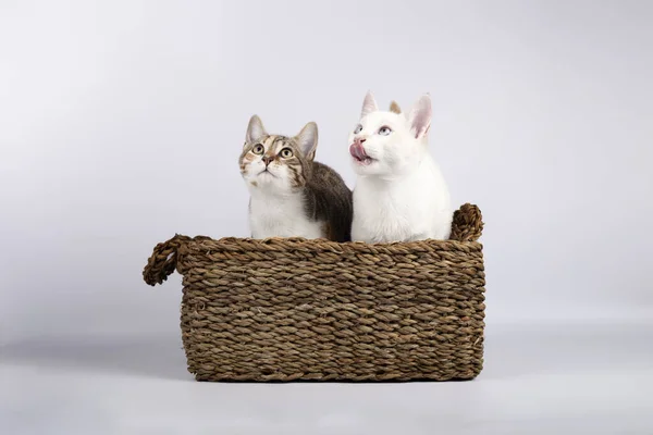 Két aranyos fiatal cica együtt egy fonott kosár fehér háttér — Stock Fotó