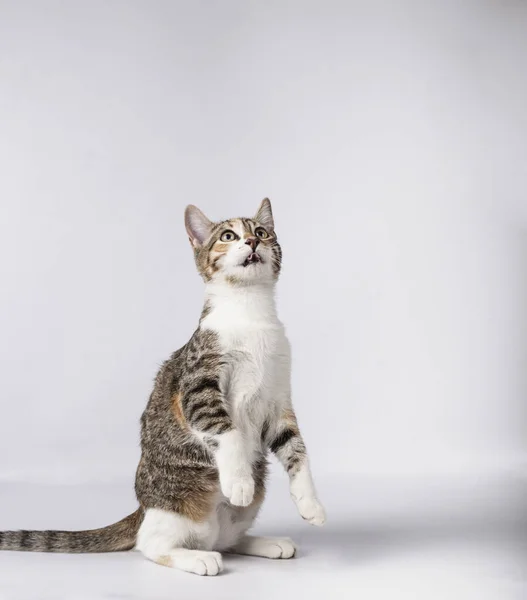 Lovely kitten tricolor puppy standing on hind legs on white background. — Stock Photo, Image