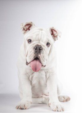 Beyaz ingiliz buldog köpeği dili dışarıda beyaz arka planda kameraya bakıyor.
