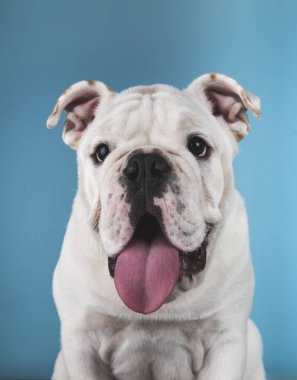 Mavi arka planda beyaz İngiliz bulldog köpeğinin portresi