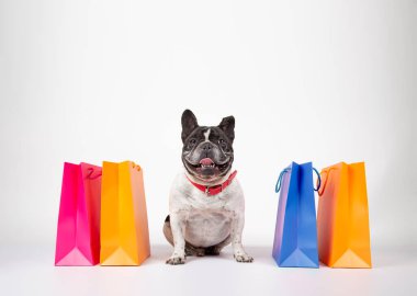 Alışveriş torbalarıyla alışveriş merkezinde satışa hazır Fransız bulldog 'u, beyaz arka planda izole edilmiş görüntü..