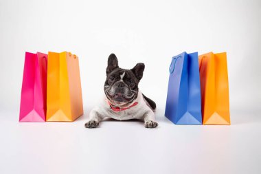Fransız bulldog beyaz arka planda yatıyor alışveriş merkezlerinde alışveriş torbaları ve satış çantaları var..