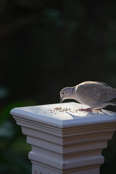 Eurasian Collared Dove (Streptopelia decaocto) eating seeds on a white pillar