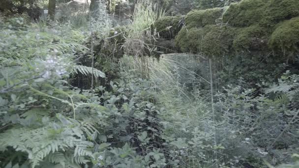 Kleiner Natürlicher Wasserfall Den Bergen — Stockvideo