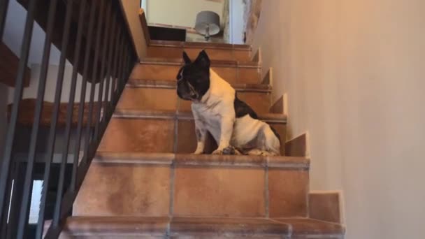 Χαριτωμένο Γαλλικό Σκυλί Ταύρος Κάθεται Στη Σκάλα — Αρχείο Βίντεο