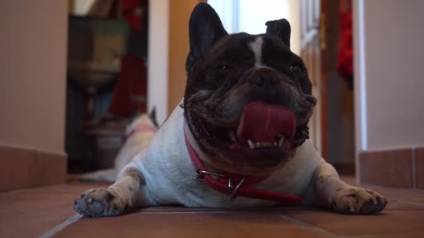 Buldogue Francês Deitado Chão Com Língua Para Fora — Vídeo de Stock