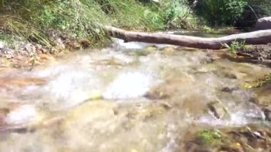 Çimenlerin, yosunların ve ağaç gövdelerinin yansımalarıyla tatlı su gölünün sualtı manzarası