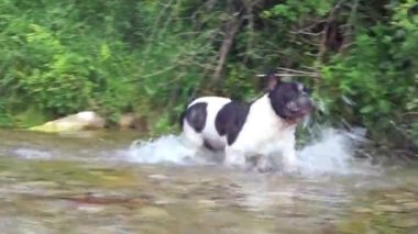 Fransız bulldog 'u derede oynuyor.