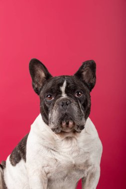 Kırmızı arka planda kameraya bakan bir Fransız bulldog portresi.