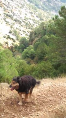 Büyük köpek dağa doğru yürüyor ve izlemek için duruyor. Dikey video