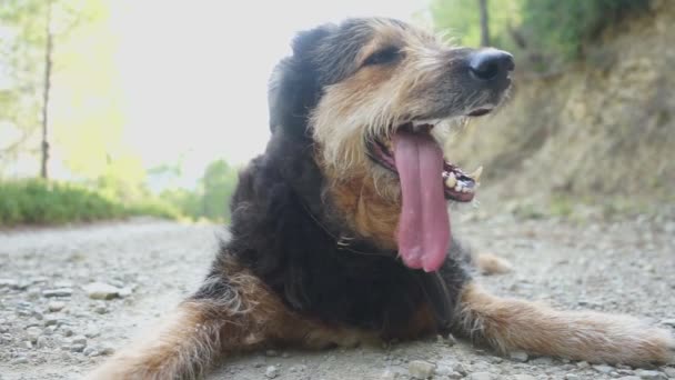 Hond Rust Grond Ademt Zwaar Met Zijn Tong Uit Kijkt — Stockvideo